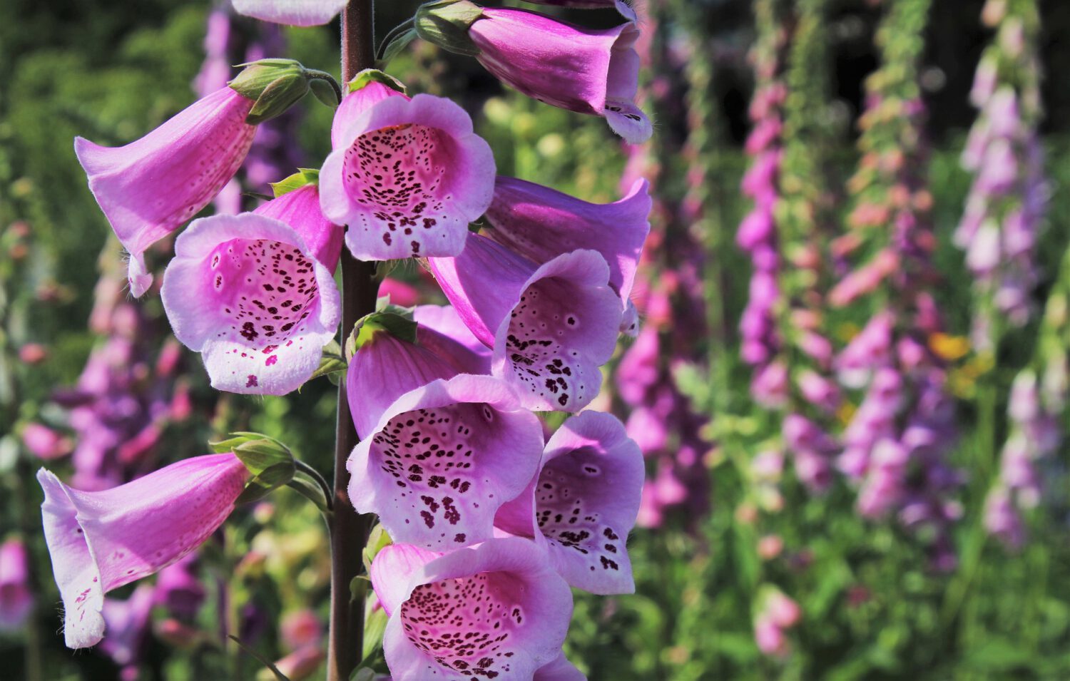 Digitalis (Glykoside) die Fingerhutpflanze bei Vorhofflimmern und